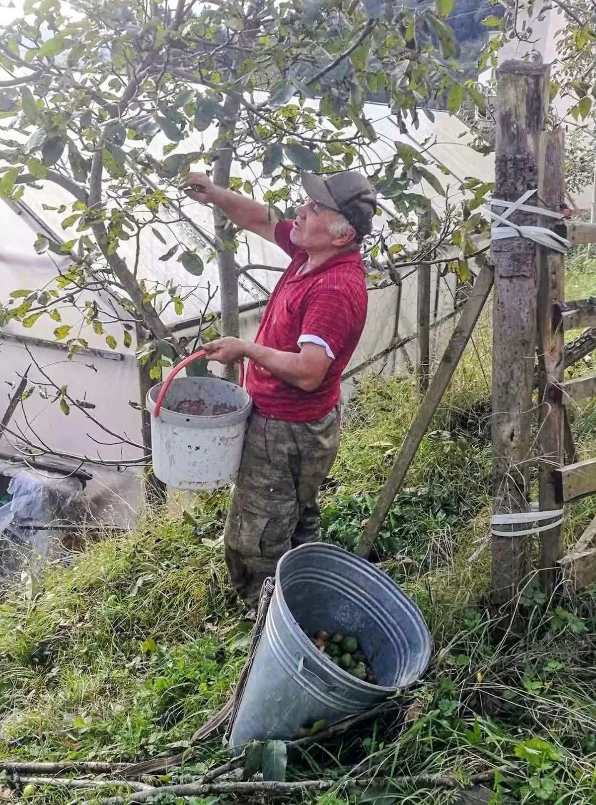 Trabzon Şalpazarı'nda Fındığa Alternatif Arayış: Ceviz Üretiminde 1,5 Ton Beklentisi