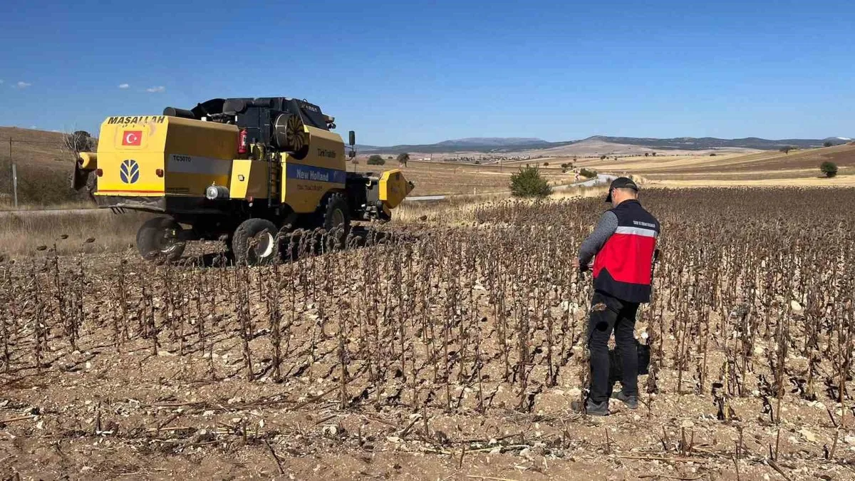 Kütahya Aslanapa'da TAKE Projesi Kapsamında Desteklenen Ayçiçeği Tarlalarında Hasat Kontrolleri Tamamlandı