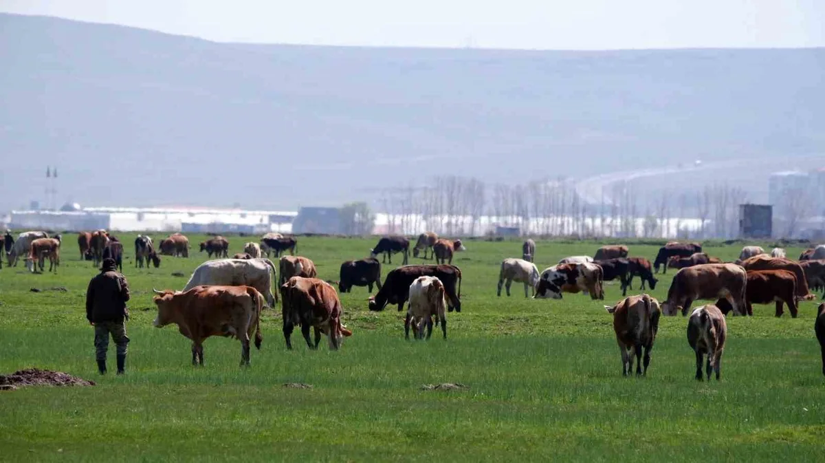 Erzurum'da Kırsal Kalkınma Yatırım Programı Kapsamında 329 Projeye 171,2 Milyon TL Hibe Desteği Sağlandı