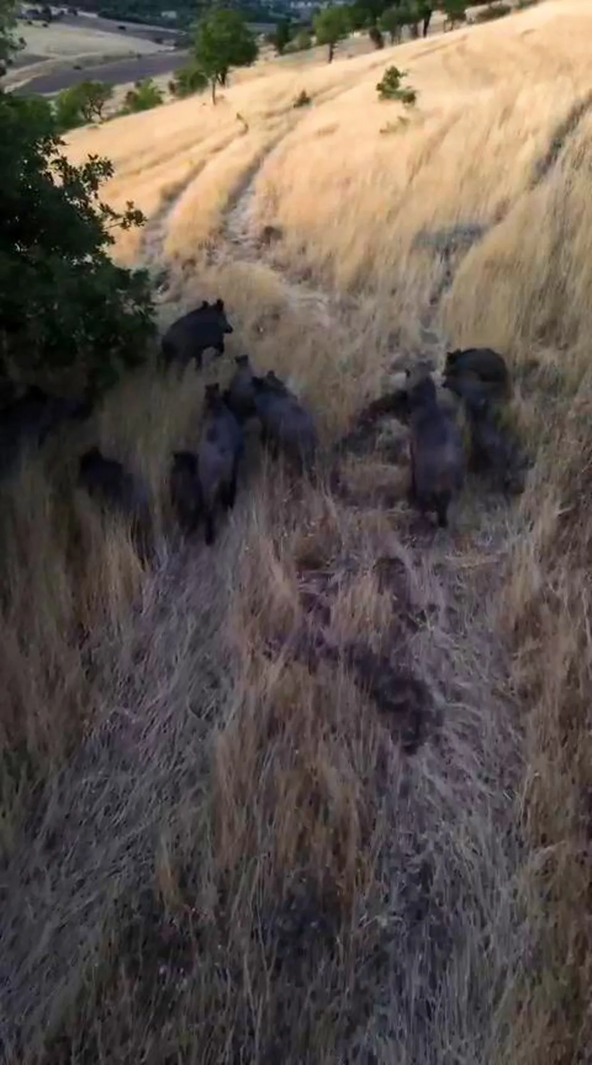 Tunceli Çemişgezek'te Yaban Domuzu Sürüsü Dronla Görüntülendi: Çiftçiler Tedirgin