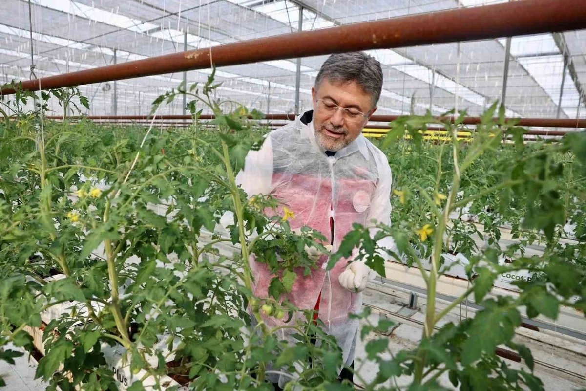 Bakan Yumaklı Erzincan'da İnceledi: Jeotermal Serada 30 Dönümde 90 Dönümlük Verim